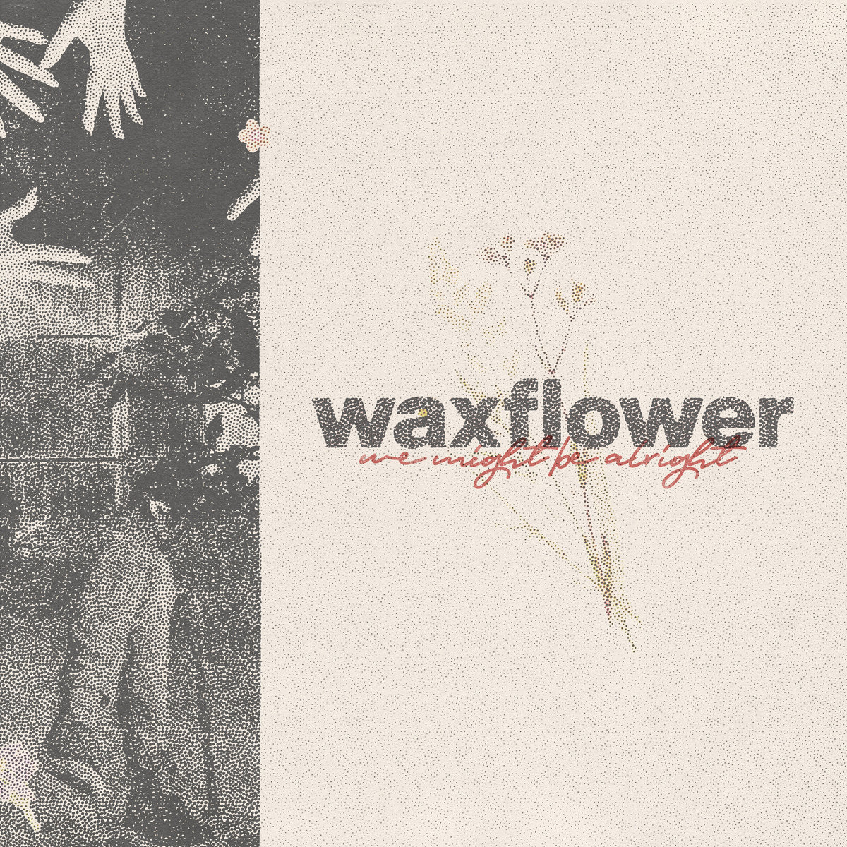 waxflower
